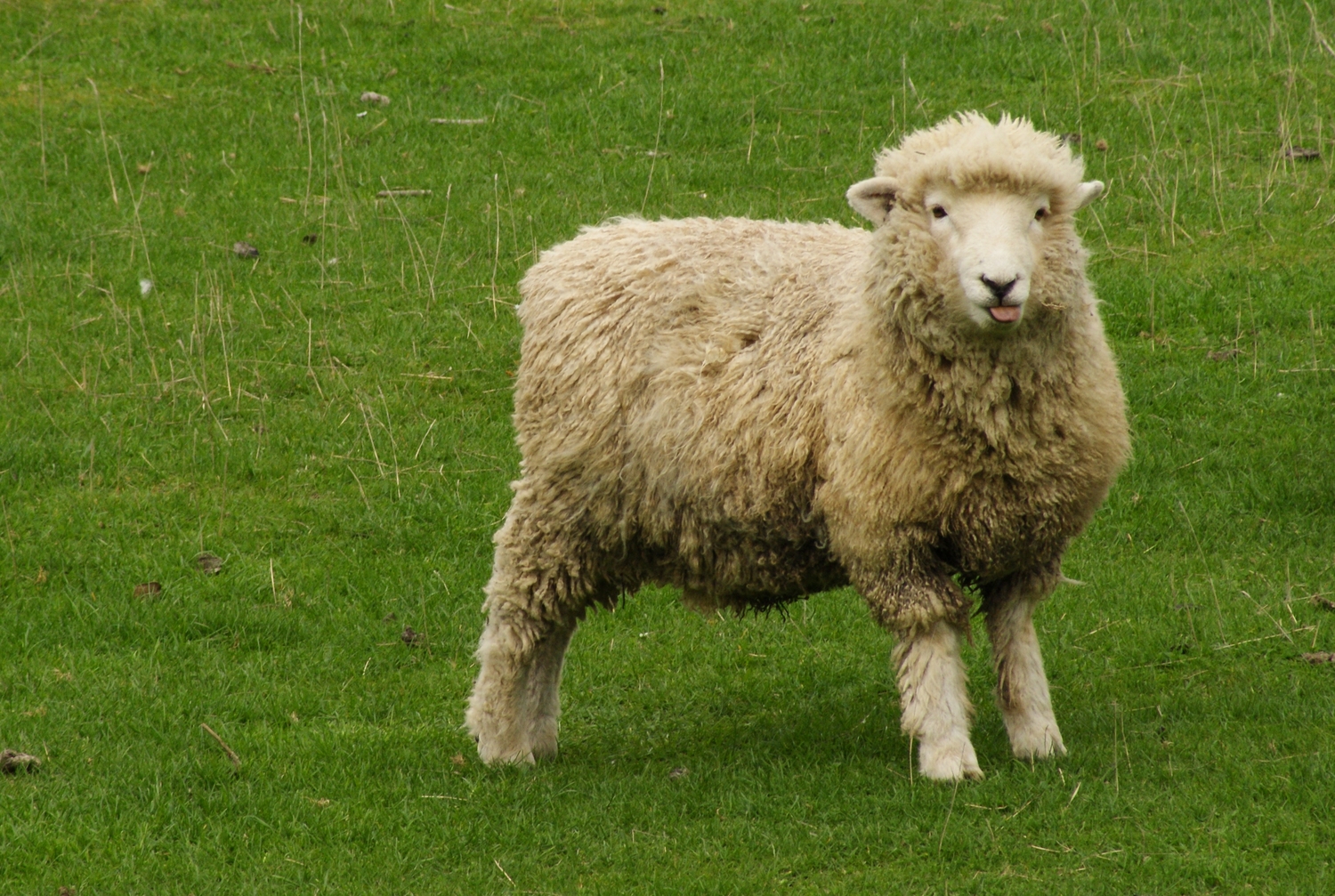 Mot-clé - mouton - Voyage et vie en Nouvelle-Zélande et Australie - page 2